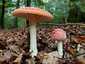 Légyölő galóca (Amanita muscaria), Őrség